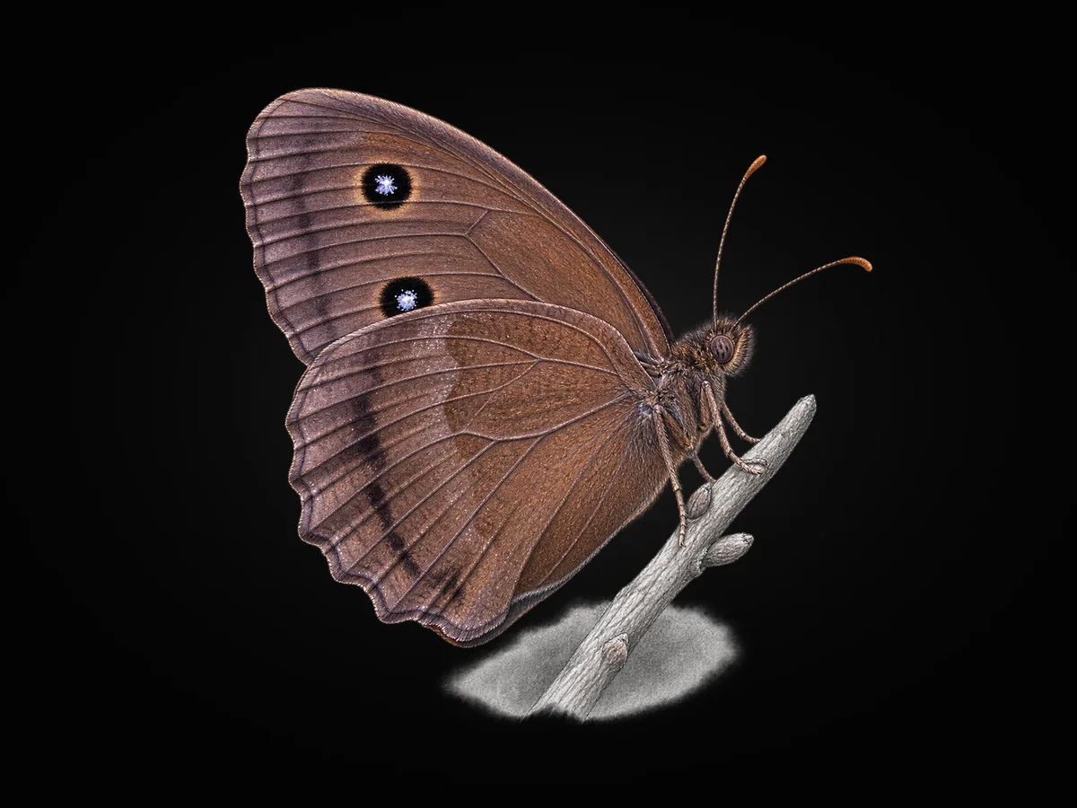 Kara Hayalet - Kanat altı · Ventral