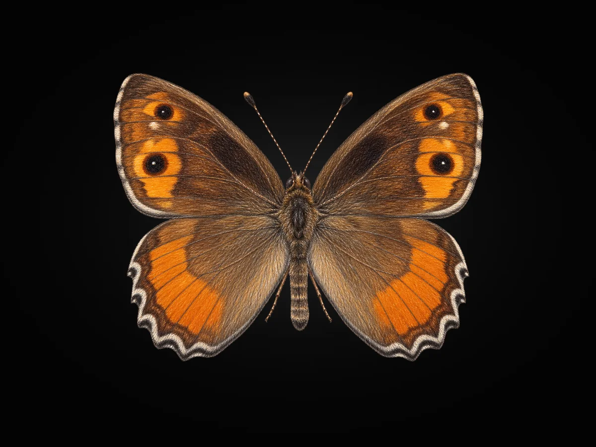 Osmanlı Yalancıcadısı - Kanat üstü · Dorsal