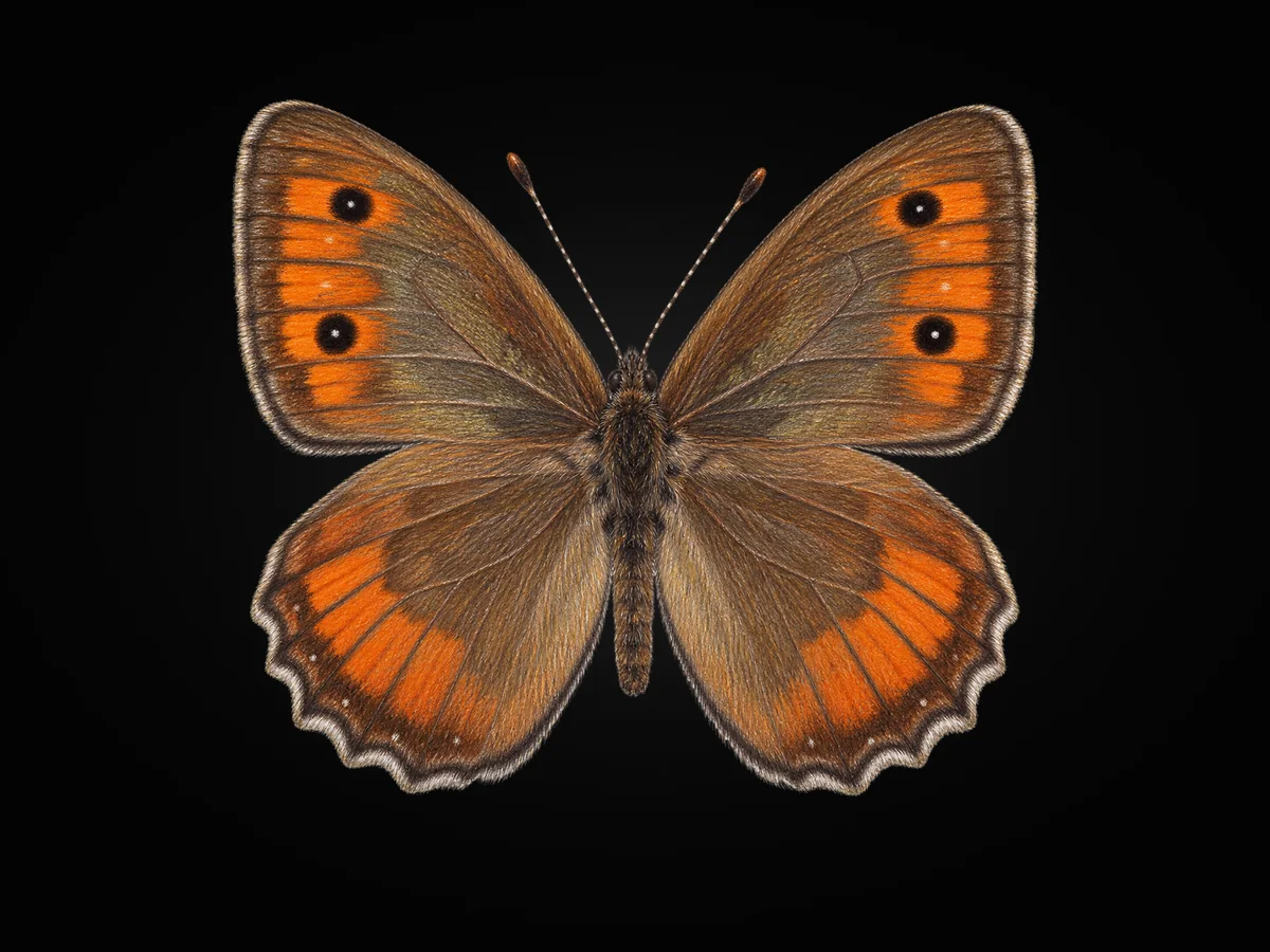 Step Yalancıcadısı - Kanat üstü · Dorsal