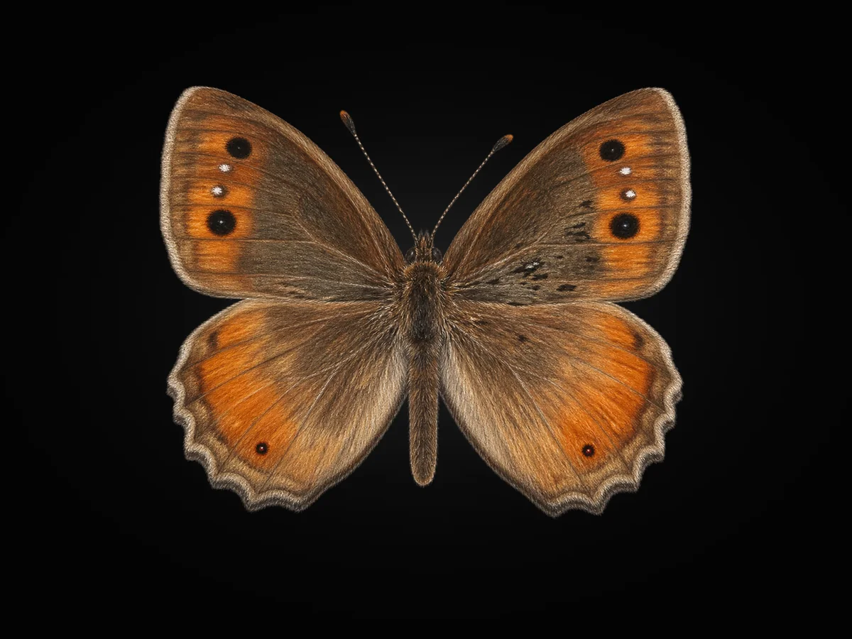 Levantin Yalancıcadısı - Kanat üstü · Dorsal
