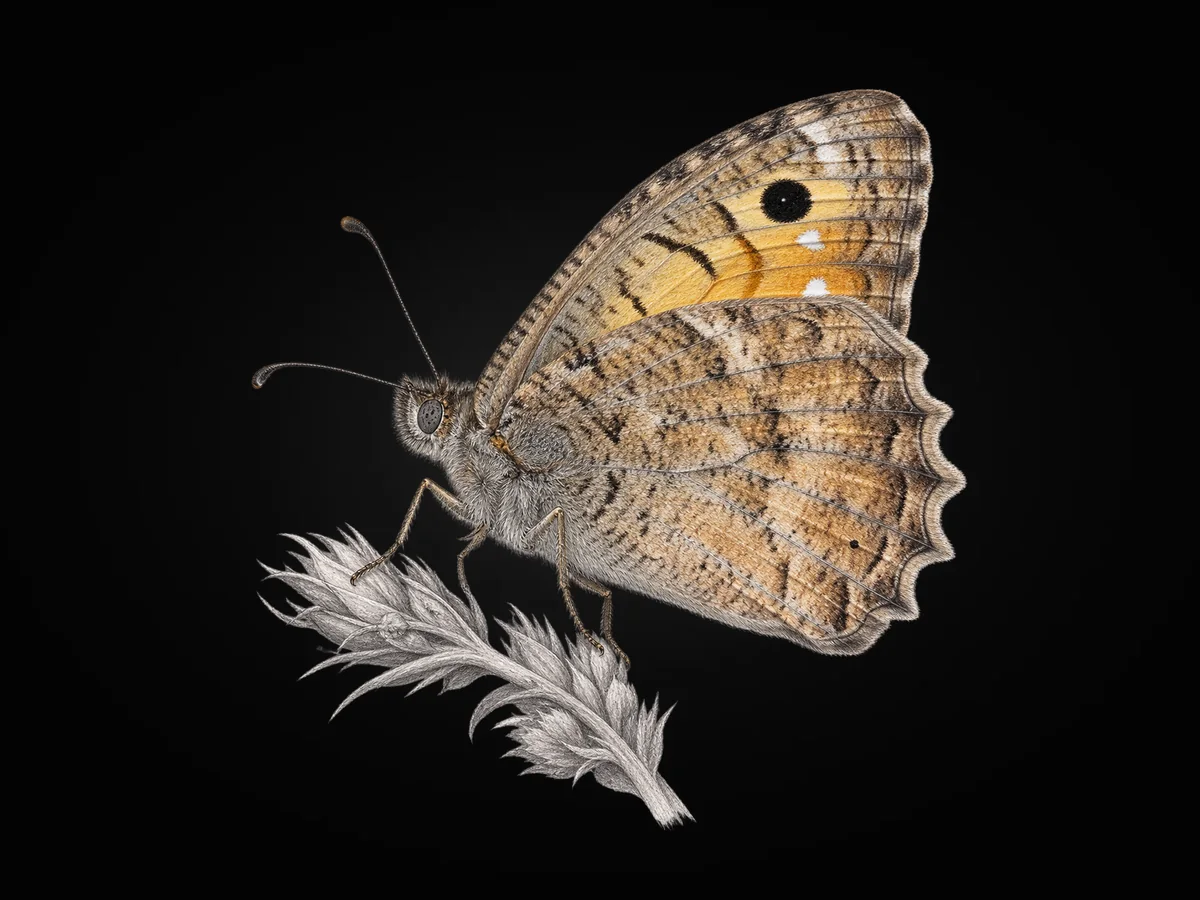 Levantin Yalancıcadısı - Kanat altı · Ventral