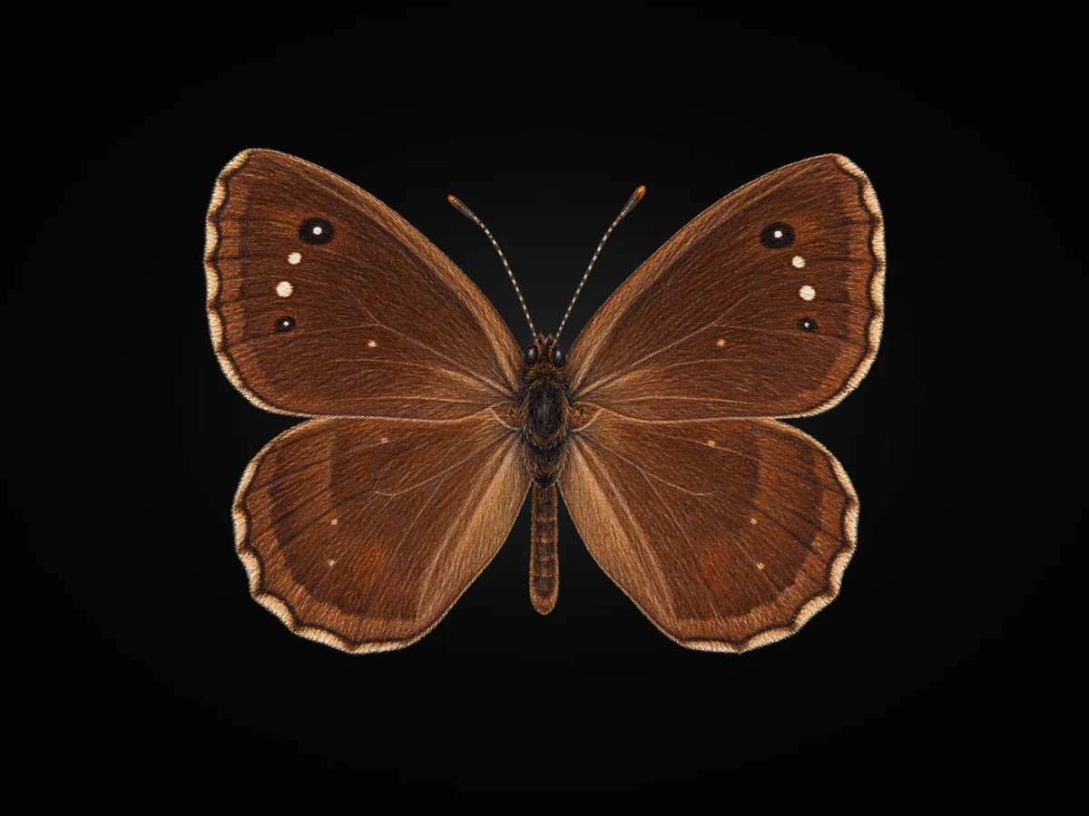 Beyaz Damarlı Pirireis - Kanat üstü · Dorsal