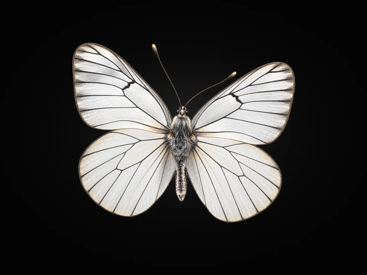 Alıç Kelebeği - Kanat üstü · Dorsal