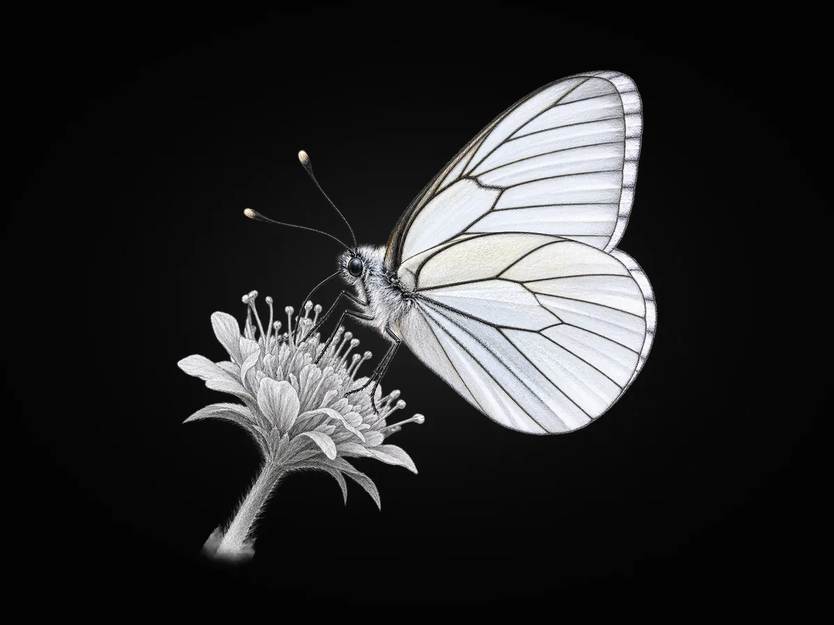 Alıç Kelebeği - Kanat altı · Ventral
