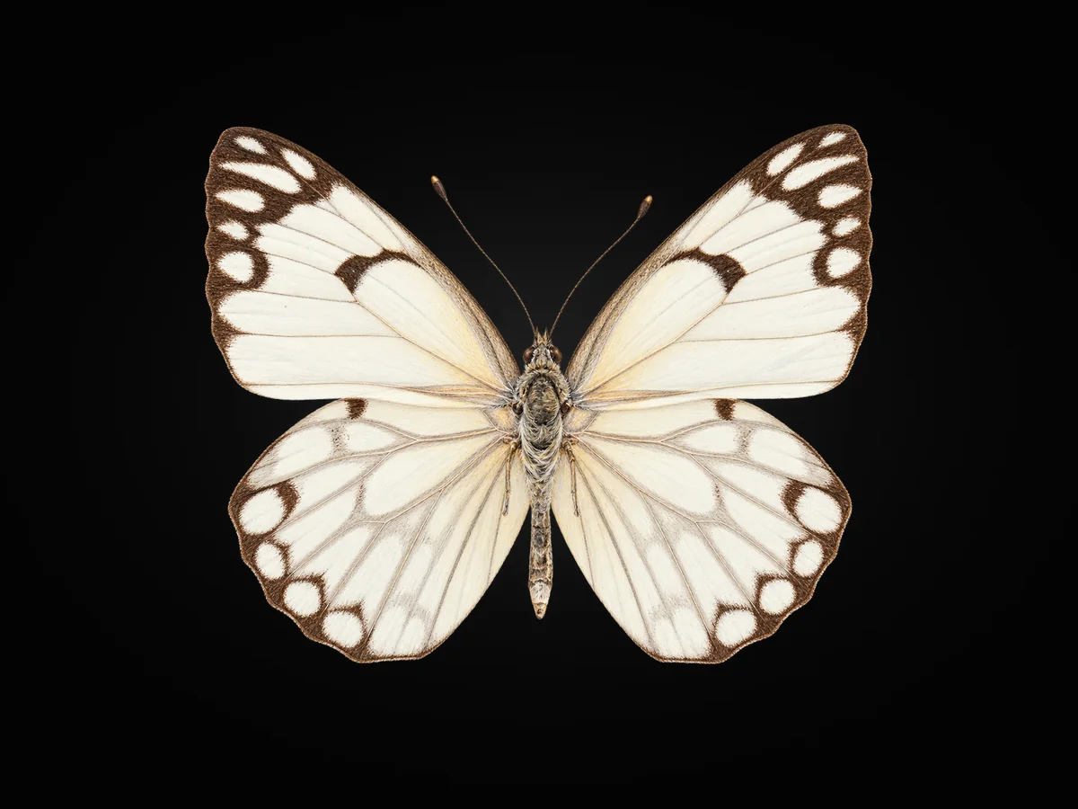 Beyaz Öncü - Kanat üstü · Dorsal