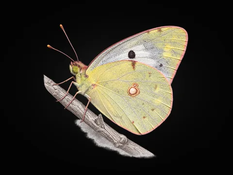 Azer Azameti