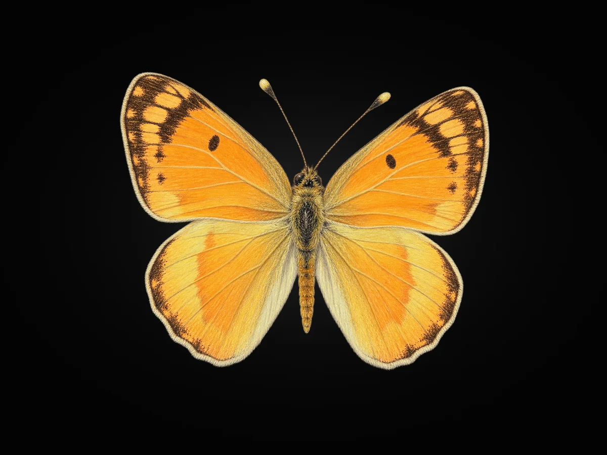 Mezopotamya Kolotisi - Kanat üstü · Dorsal