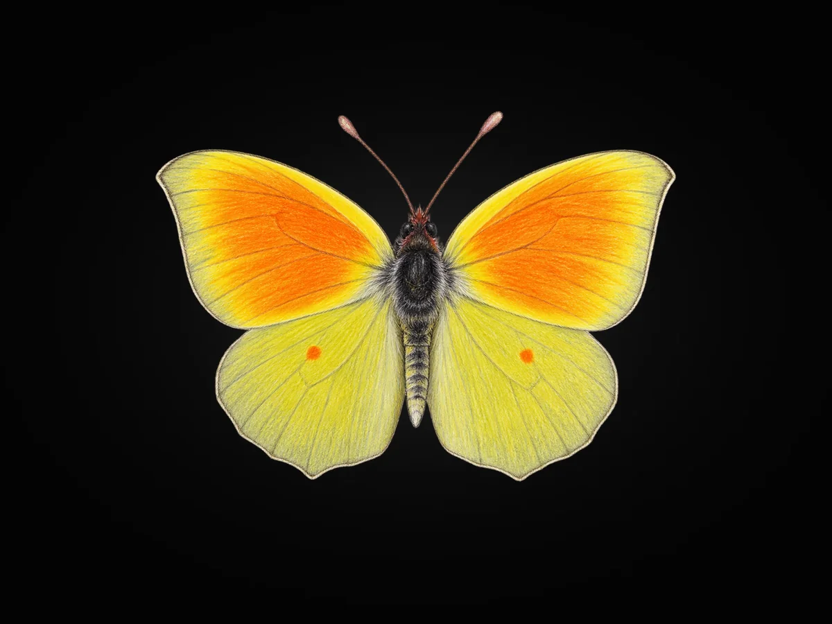 Kleopatra - Kanat üstü · Dorsal