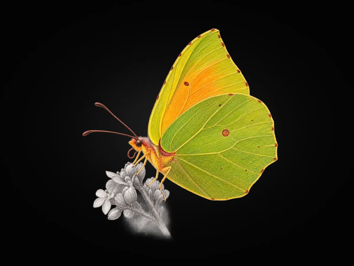 Kleopatra - Kanat altı · Ventral