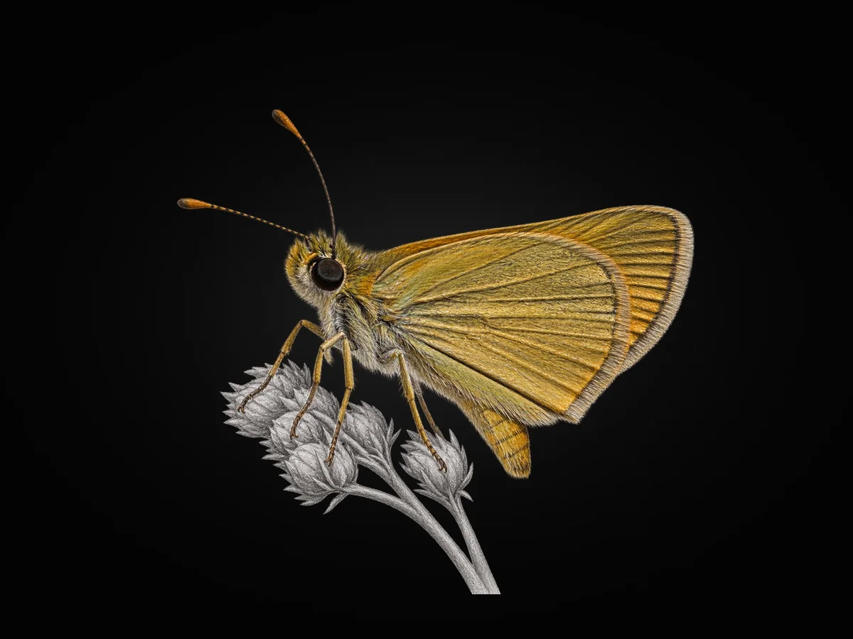 Levantin Zıpzıpı - Kanat altı · Ventral