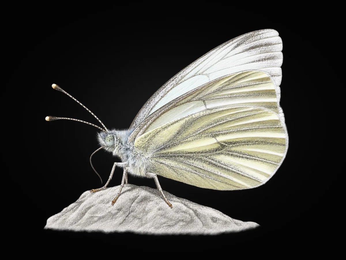 Bowden’in Beyazmeleği - Kanat altı · Ventral