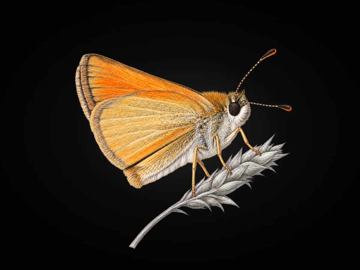 Siyah Antenli Zıpzıp - Kanat altı · Ventral