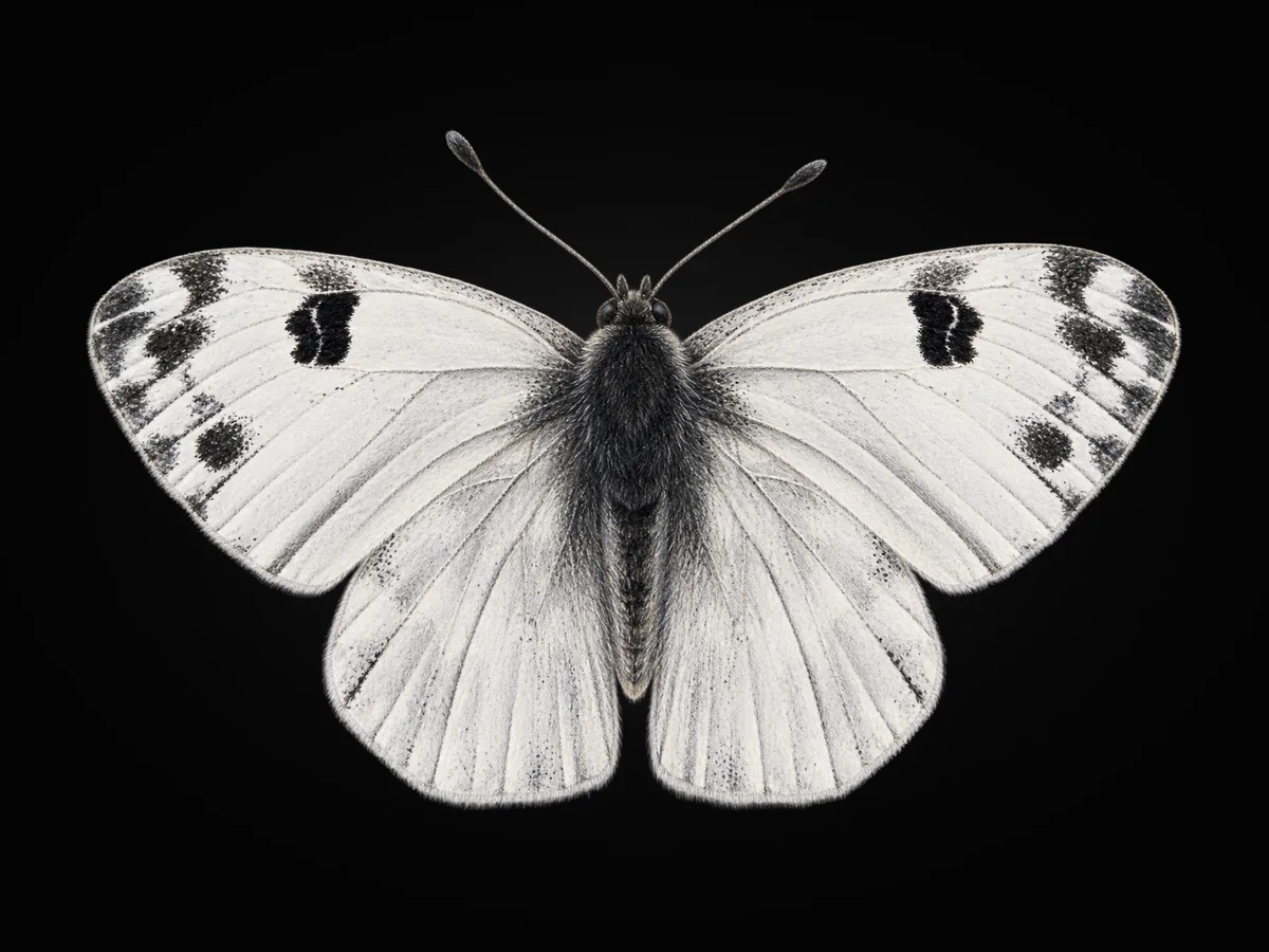 Yeni Beneklimelek - Kanat üstü · Dorsal