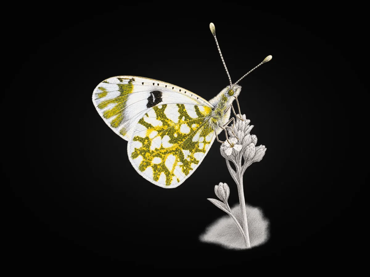 Yeni Beneklimelek - Kanat altı · Ventral