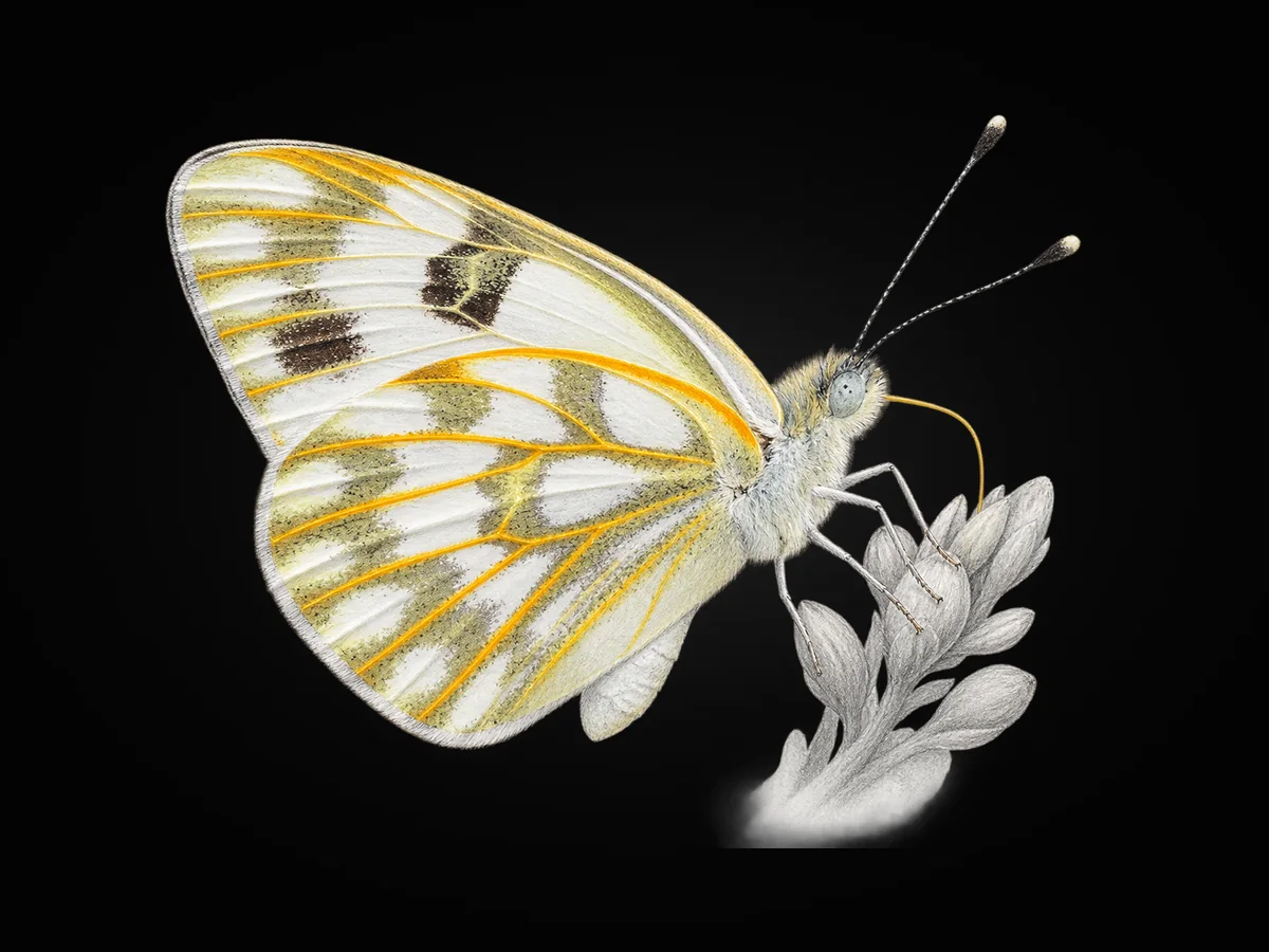 Siirt Beneklimeleği - Kanat altı · Ventral