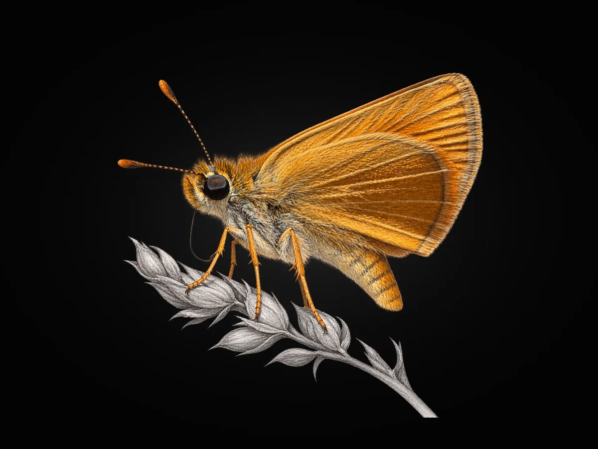 Yeni Zıpzıp - Kanat altı · Ventral