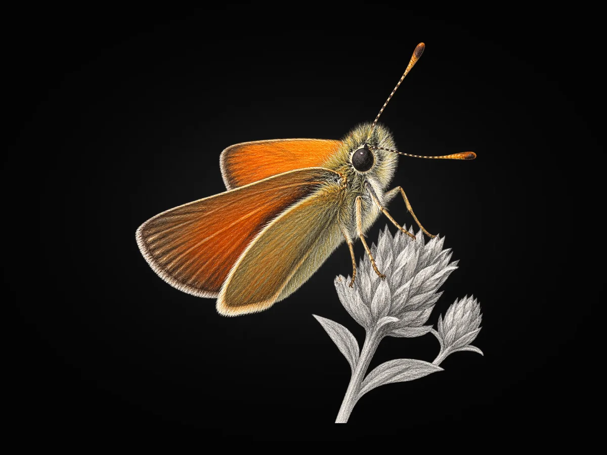 Sarı Antenli Zıpzıp - Kanat altı · Ventral