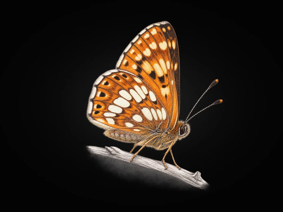 İncili Kelebek - Kanat altı · Ventral