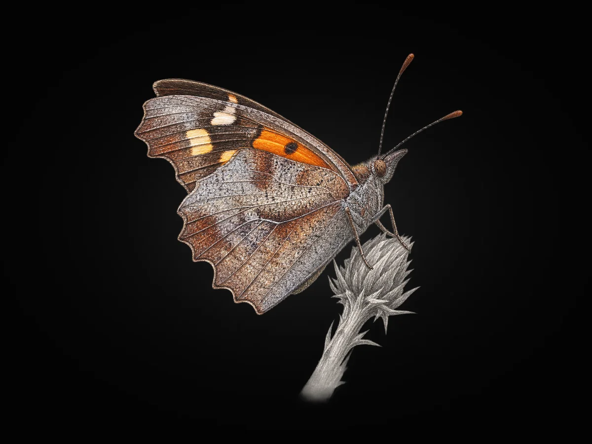 Çitlembik Kelebeği - Kanat altı · Ventral