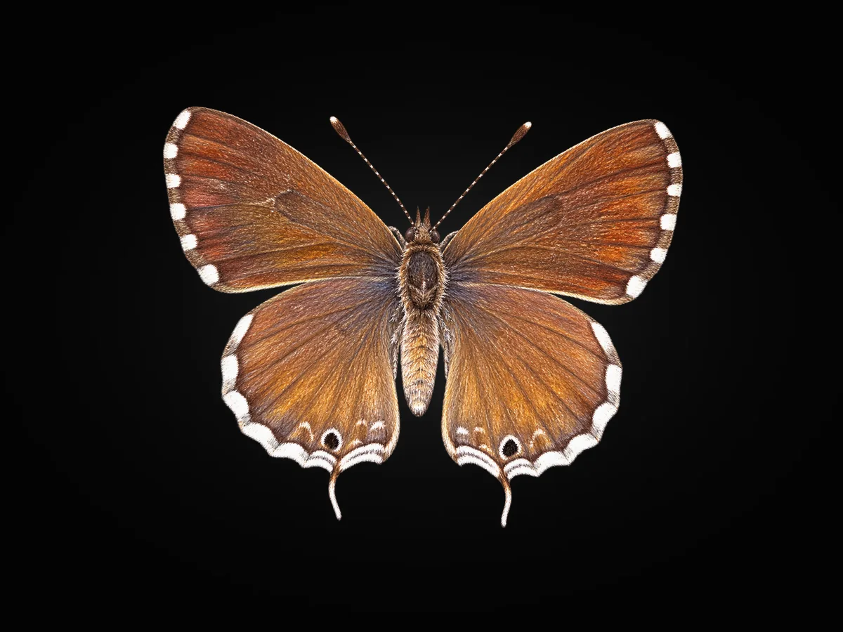 Sardunya Zebrası - Kanat üstü · Dorsal
