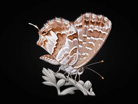 Sardunya Zebrası