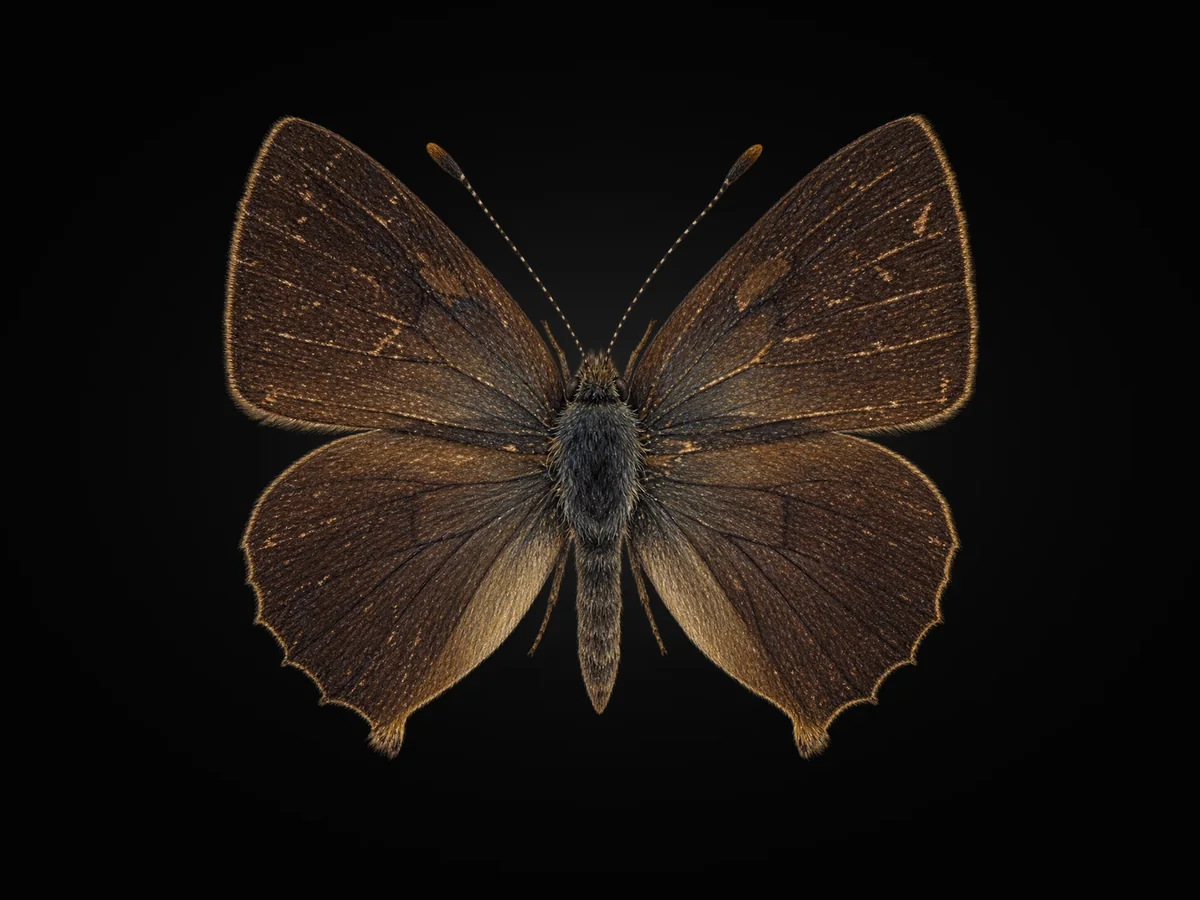 Kafkasya Zümrütü - Kanat üstü · Dorsal