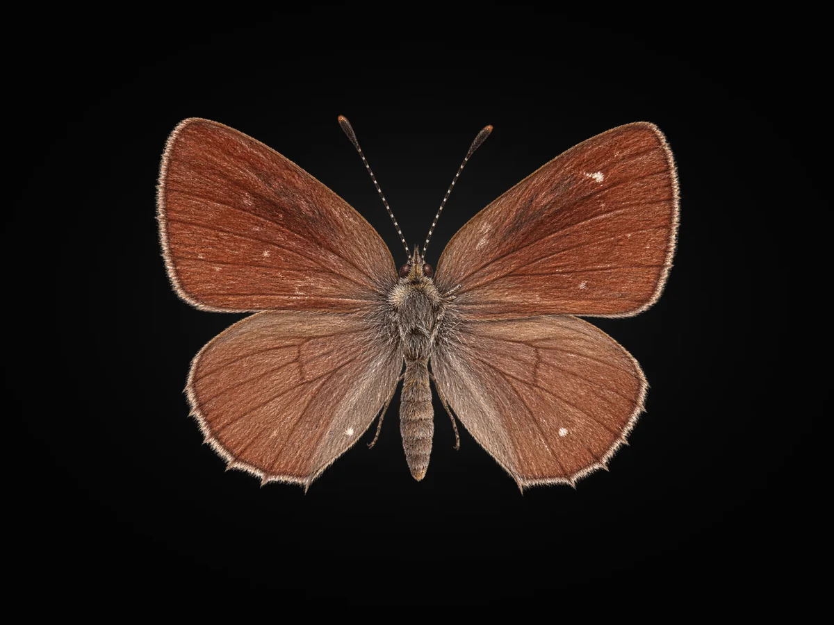 Işgın Zümrütü - Kanat üstü · Dorsal