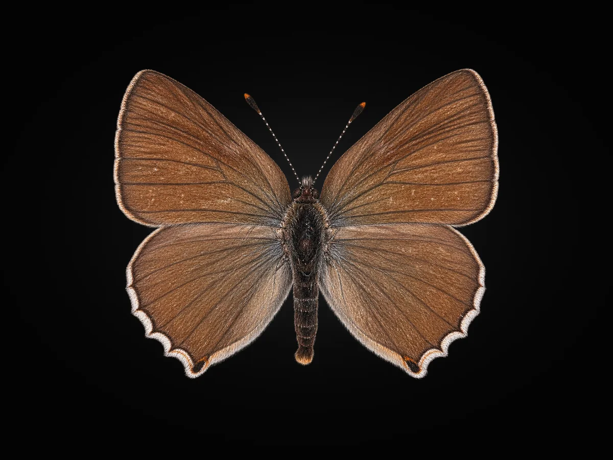 Zümrüt - Kanat üstü · Dorsal