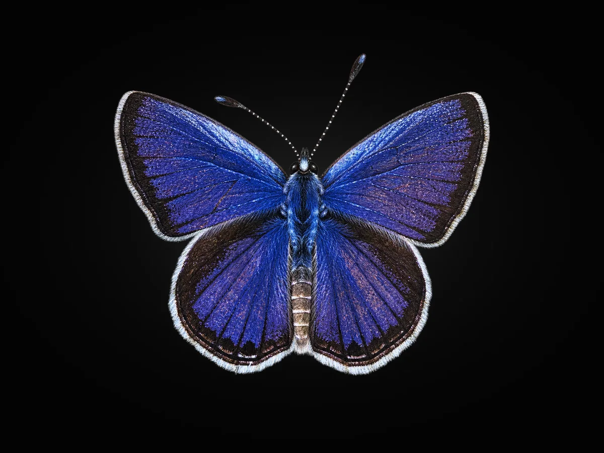 Akdeniz Mücevher Kelebeği - Kanat üstü · Dorsal