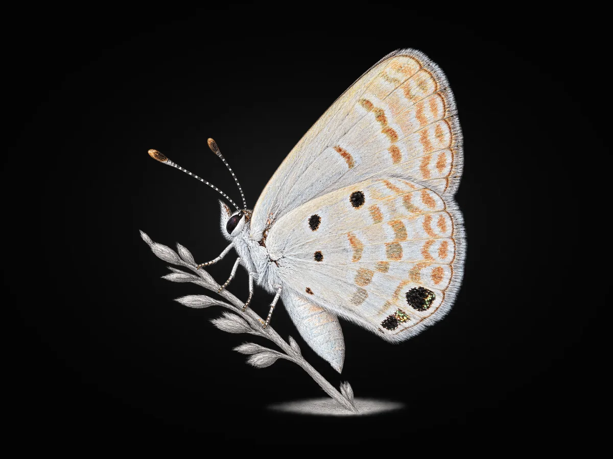 Akdeniz Mücevher Kelebeği - Kanat altı · Ventral