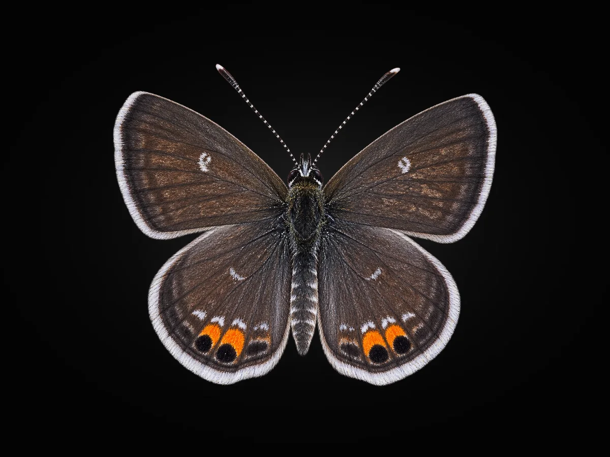 Mücevher Kelebeği - Kanat üstü · Dorsal