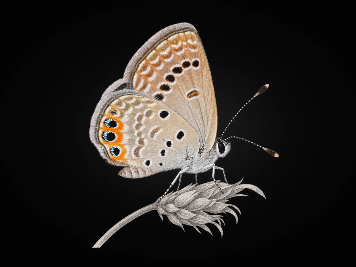 Mücevher Kelebeği - Kanat altı · Ventral