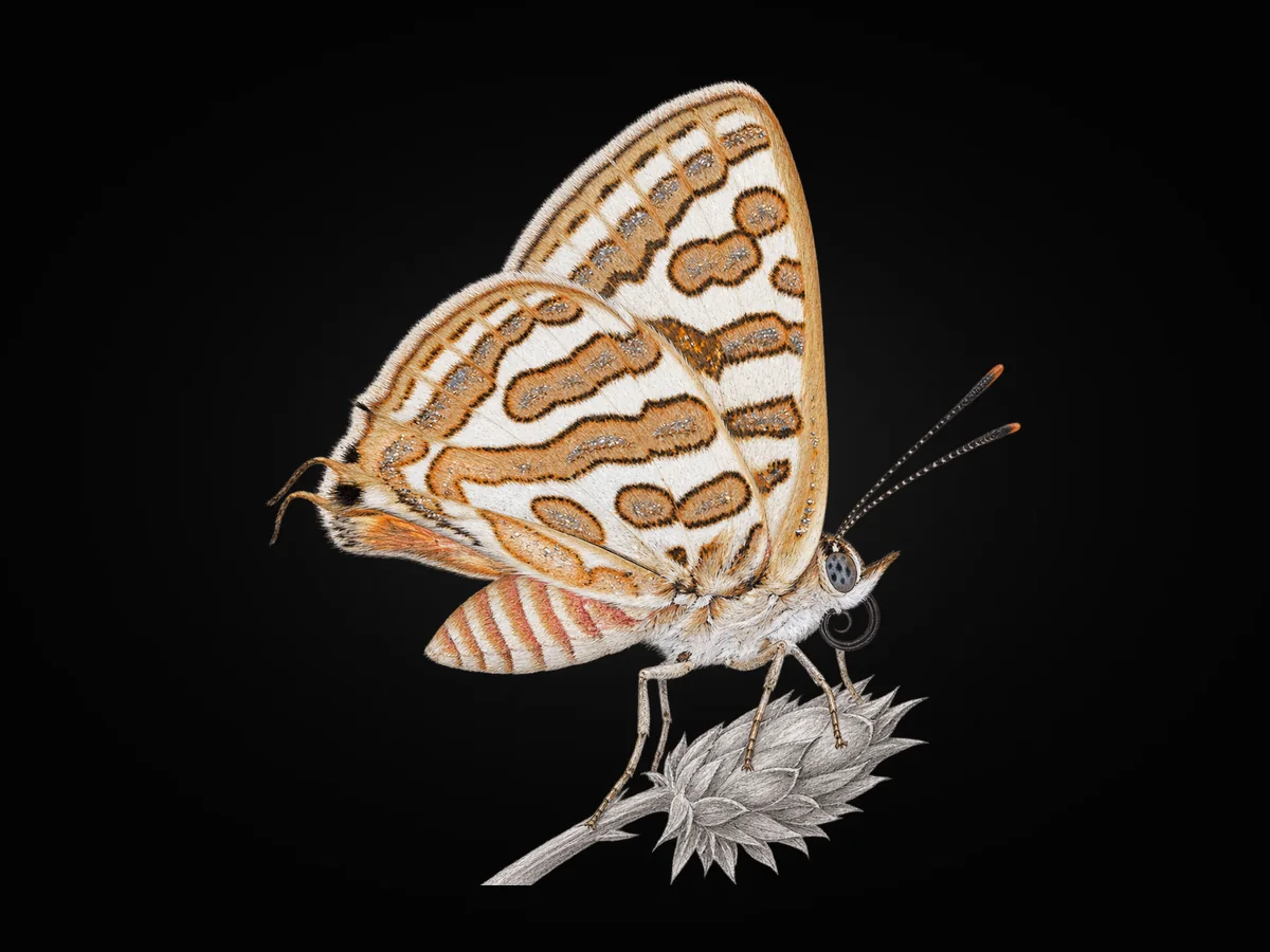 Şeytancık - Kanat altı · Ventral