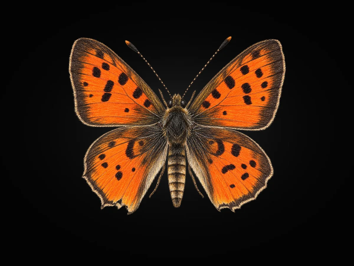 Akdeniz Şeytancığı - Kanat üstü · Dorsal