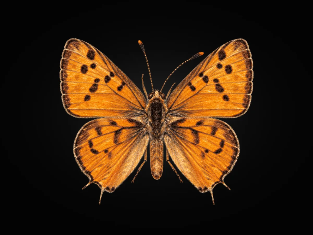 Uygur Şeytancığı - Kanat üstü · Dorsal