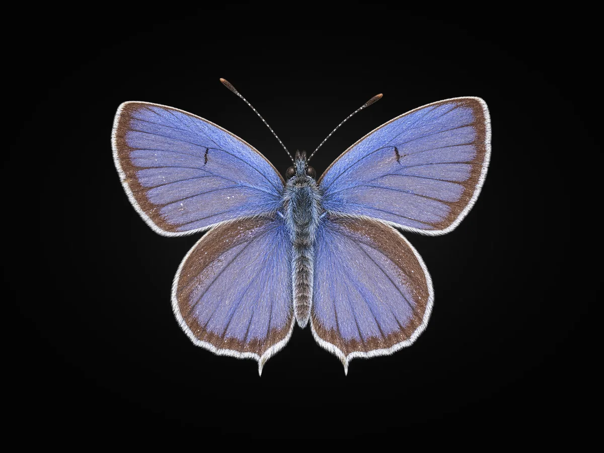 Everes - Kanat üstü · Dorsal