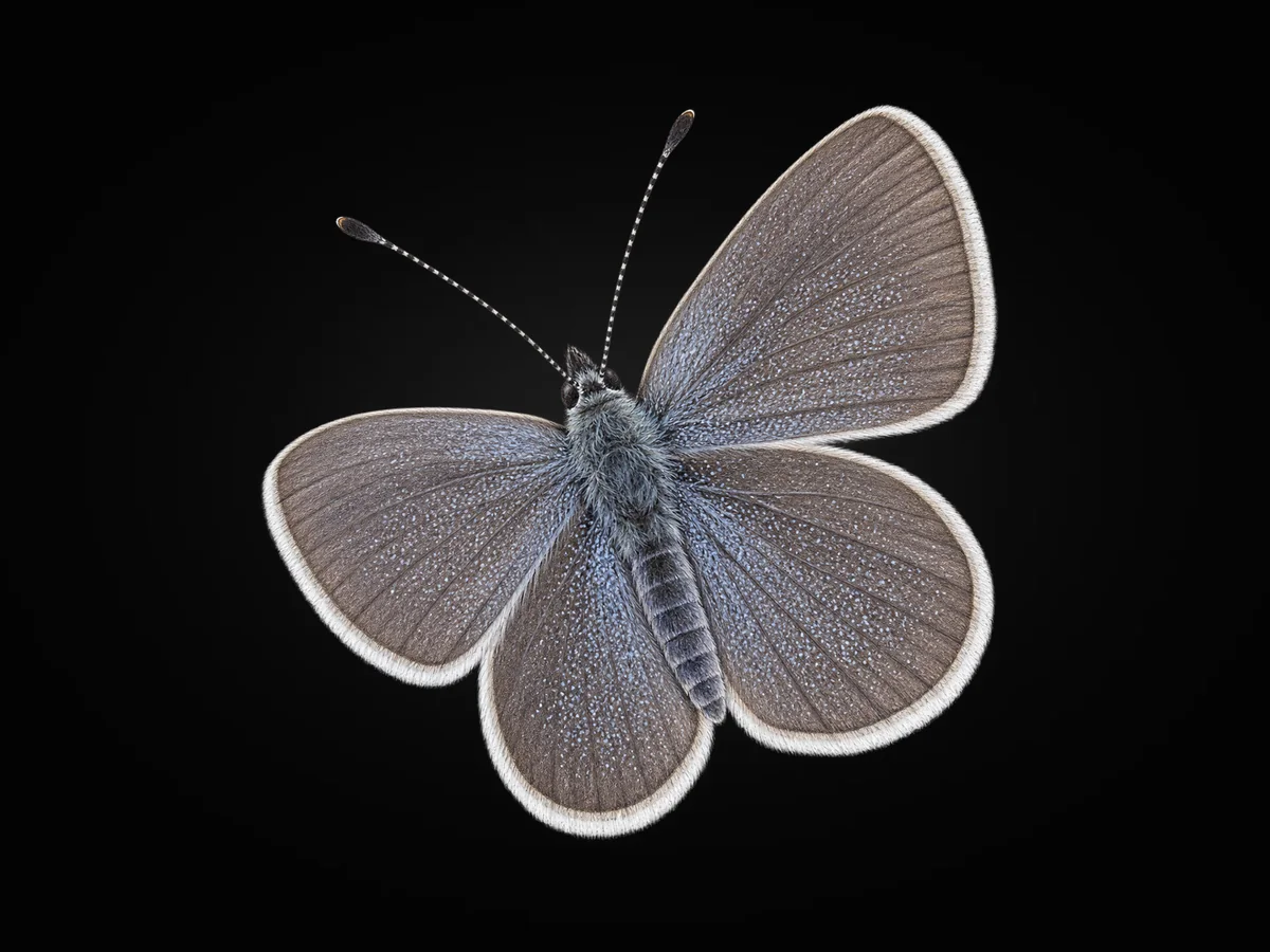 Minik Kupid - Kanat üstü · Dorsal