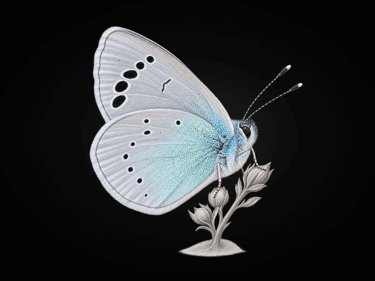 Karagöz Mavisi - Kanat altı · Ventral