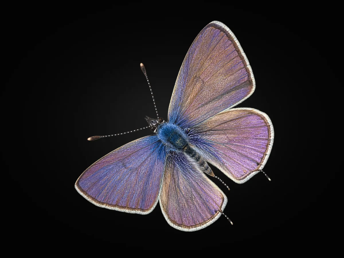 Mavizebra - Kanat üstü · Dorsal