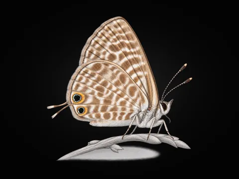 Mavizebra