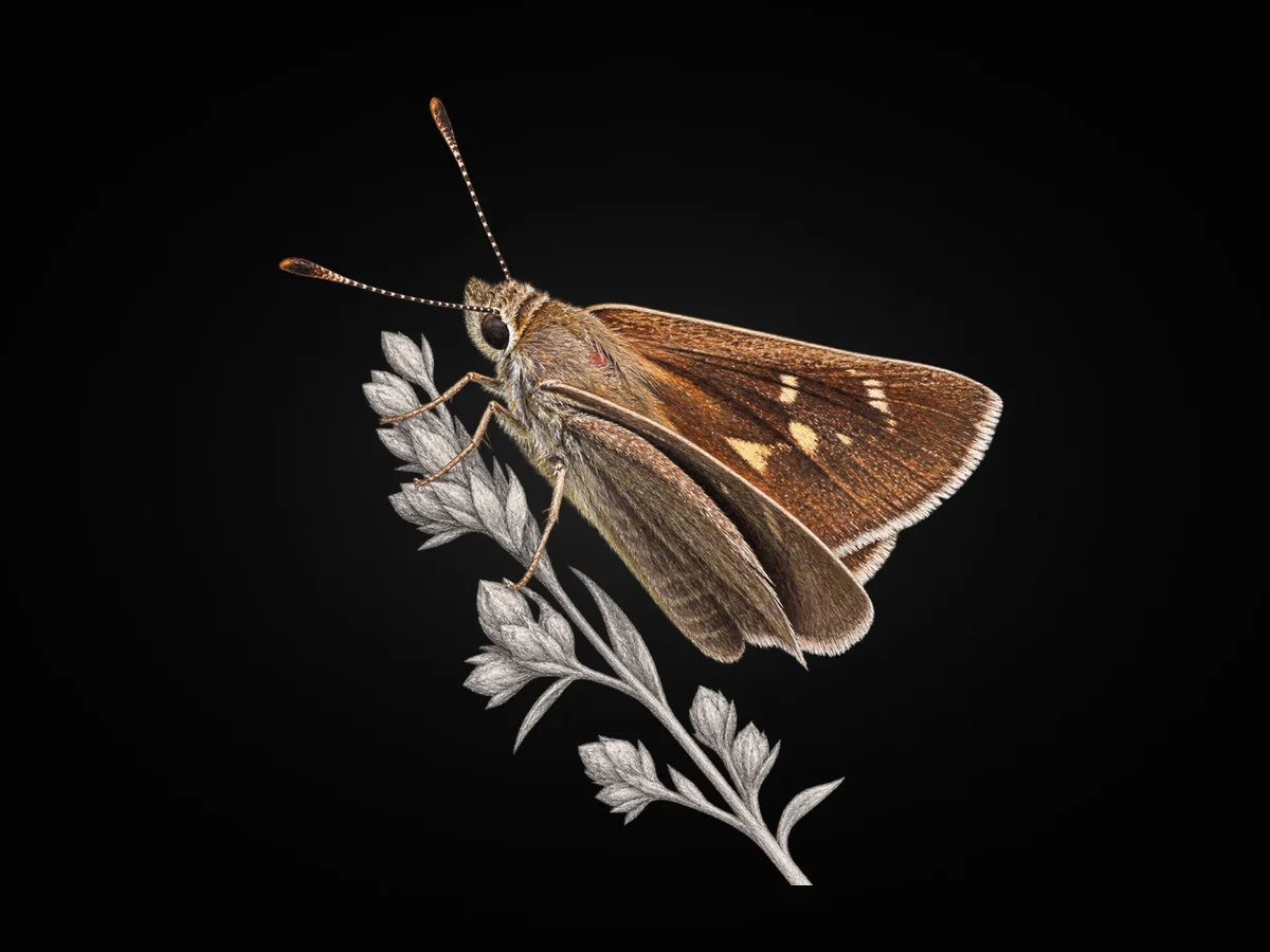 Alsides Zıpzıpı - Kanat üstü · Dorsal