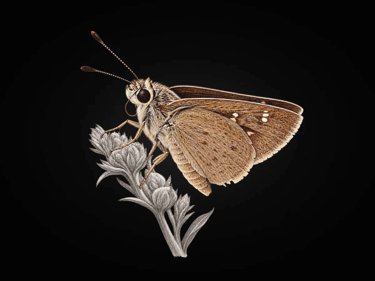 Alsides Zıpzıpı - Kanat altı · Ventral