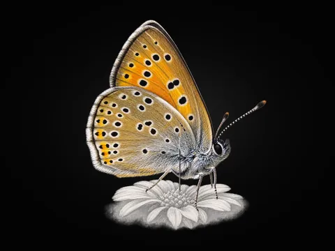 Ateş Bakır Güzeli