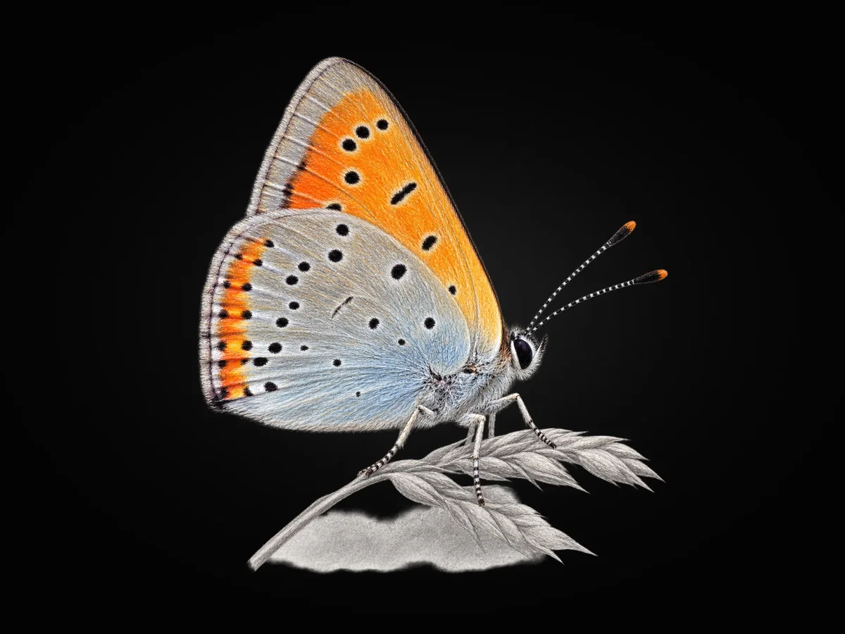 Büyük Bakır Güzeli - Kanat altı · Ventral