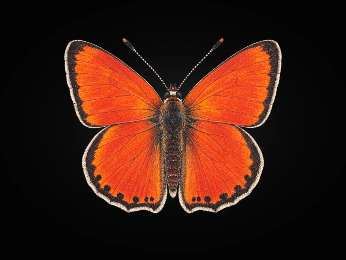 Alev Ateş Güzeli - Kanat üstü · Dorsal
