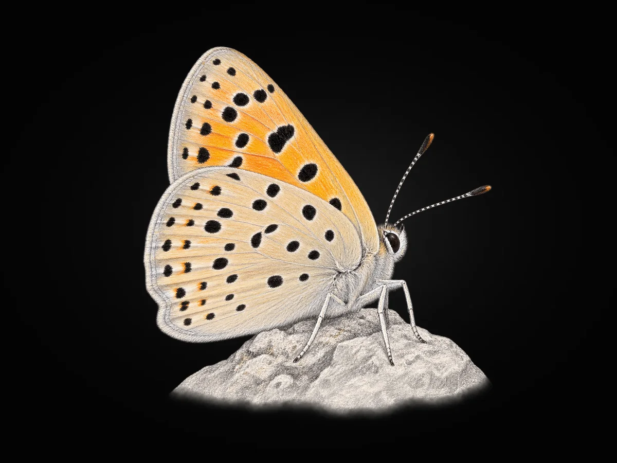 Alev Ateş Güzeli - Kanat altı · Ventral