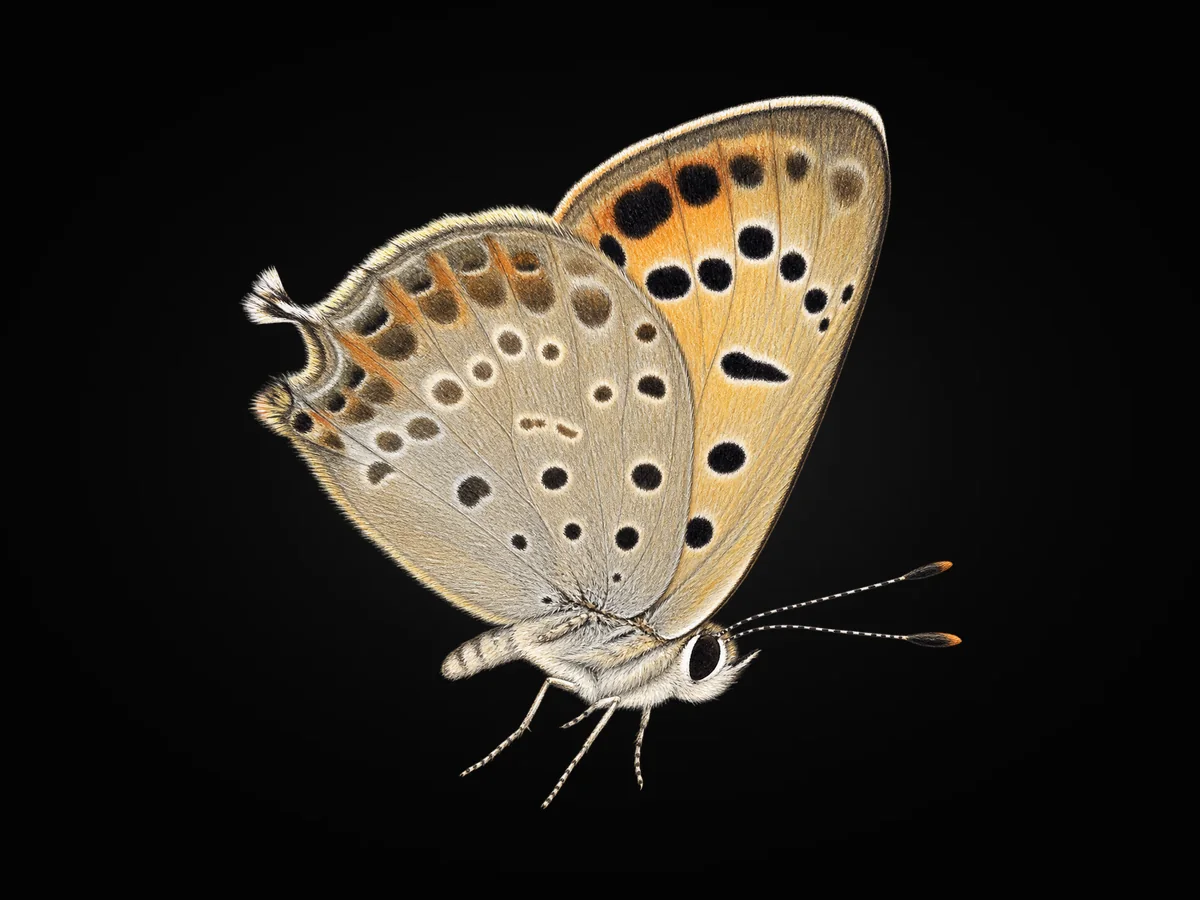 Dağ Ateşi - Kanat altı · Ventral