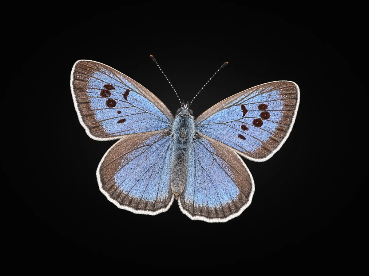 Büyük Korubeni - Kanat üstü · Dorsal
