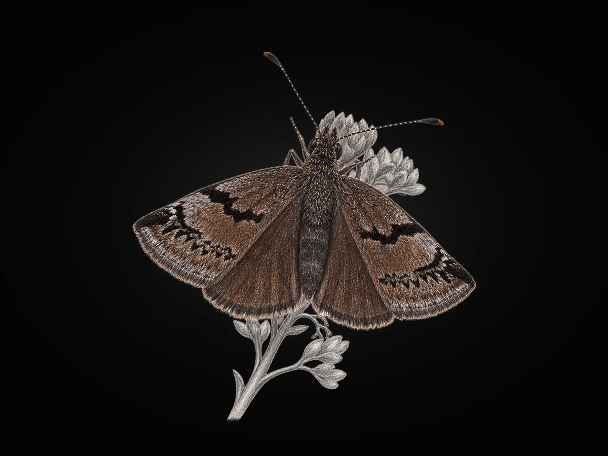 Kara Zıpzıp - Kanat üstü · Dorsal
