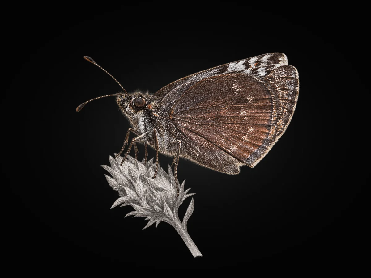 Kara Zıpzıp - Kanat altı · Ventral